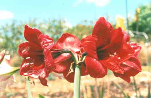 06-amarilis.jpg