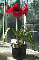 amarilis-malamadre.jpg
