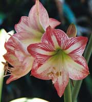 amarilis-rayada.jpg