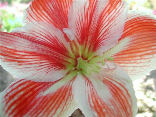amarilis.jpg