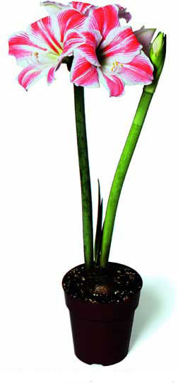 amarilis.jpg